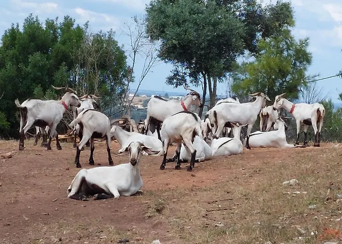 Falcoaria * Setúbal