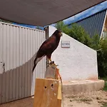 Falcoaria *