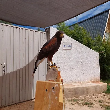 Falcoaria *