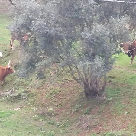 Falcoaria Holiday park