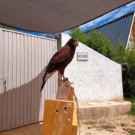 Falcoaria * Setúbal